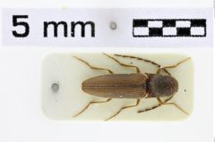 Foto (Dorsalansicht) von Megapenthes jilvensis (Schimmel, 2004)